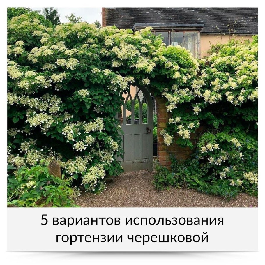 Гортензия черешковая Миранда