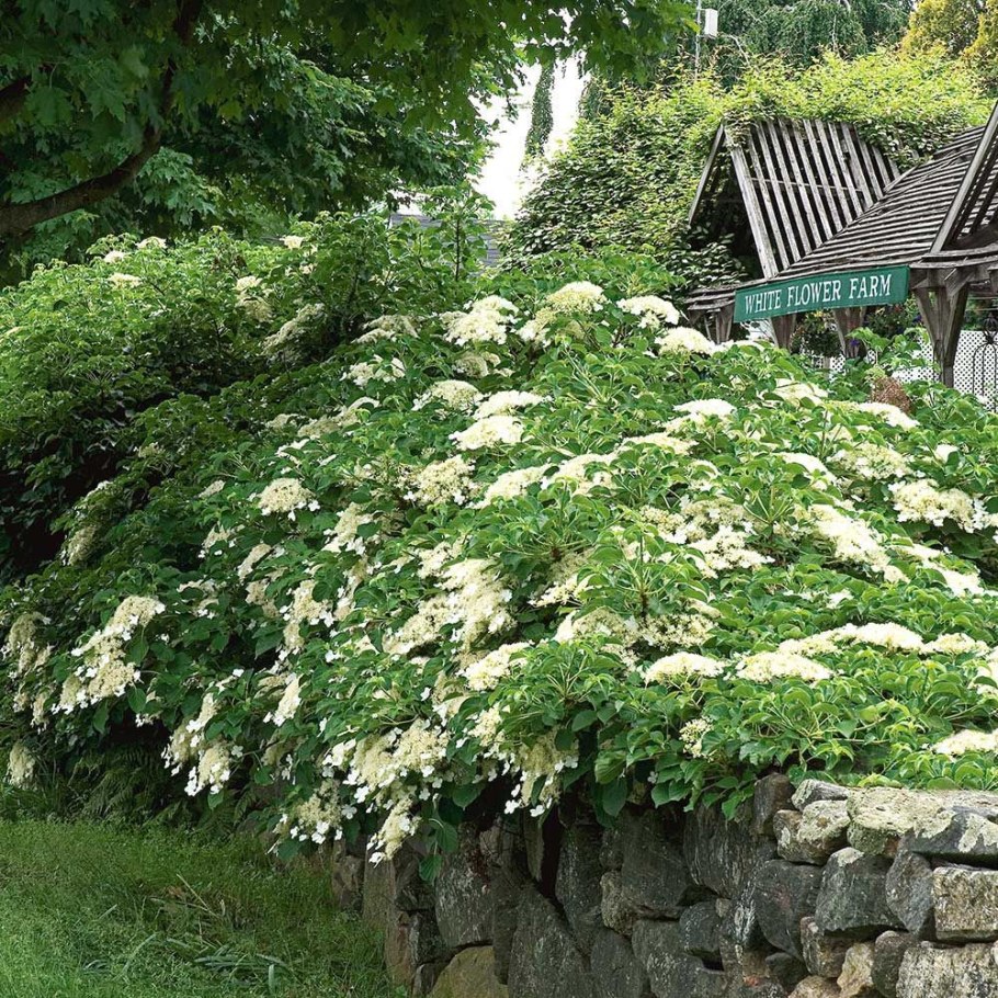 Гортензия черешковая (Hydrangea petiolaris)