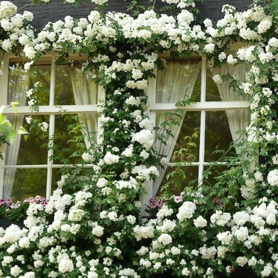 Гортензия плетистая черешковая