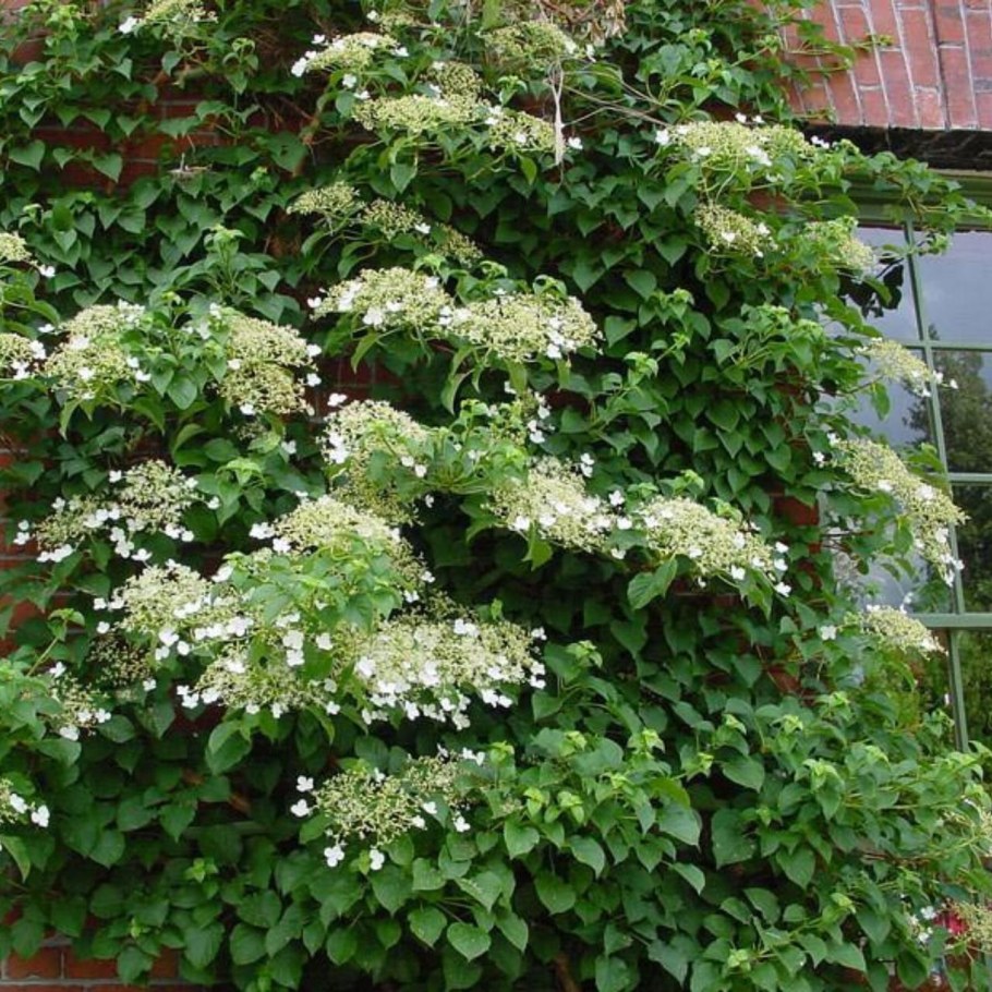 Гортензия черешковая Миранда