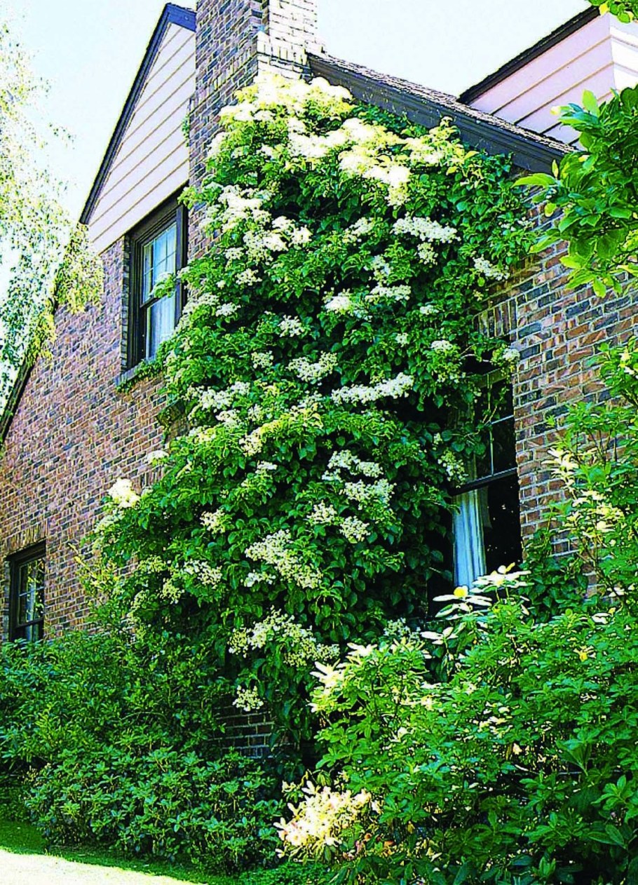Гортензия черешковая Петиоларис