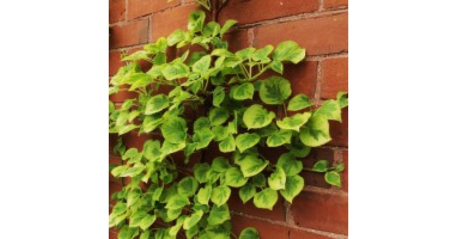 Гортензия черешковая