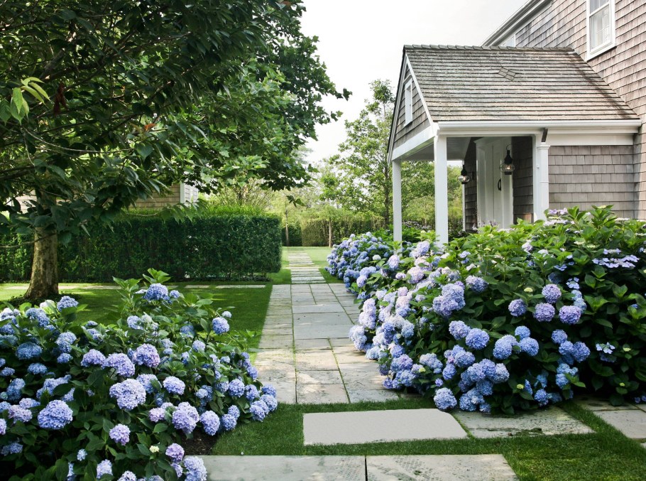 Гортензия черешковая