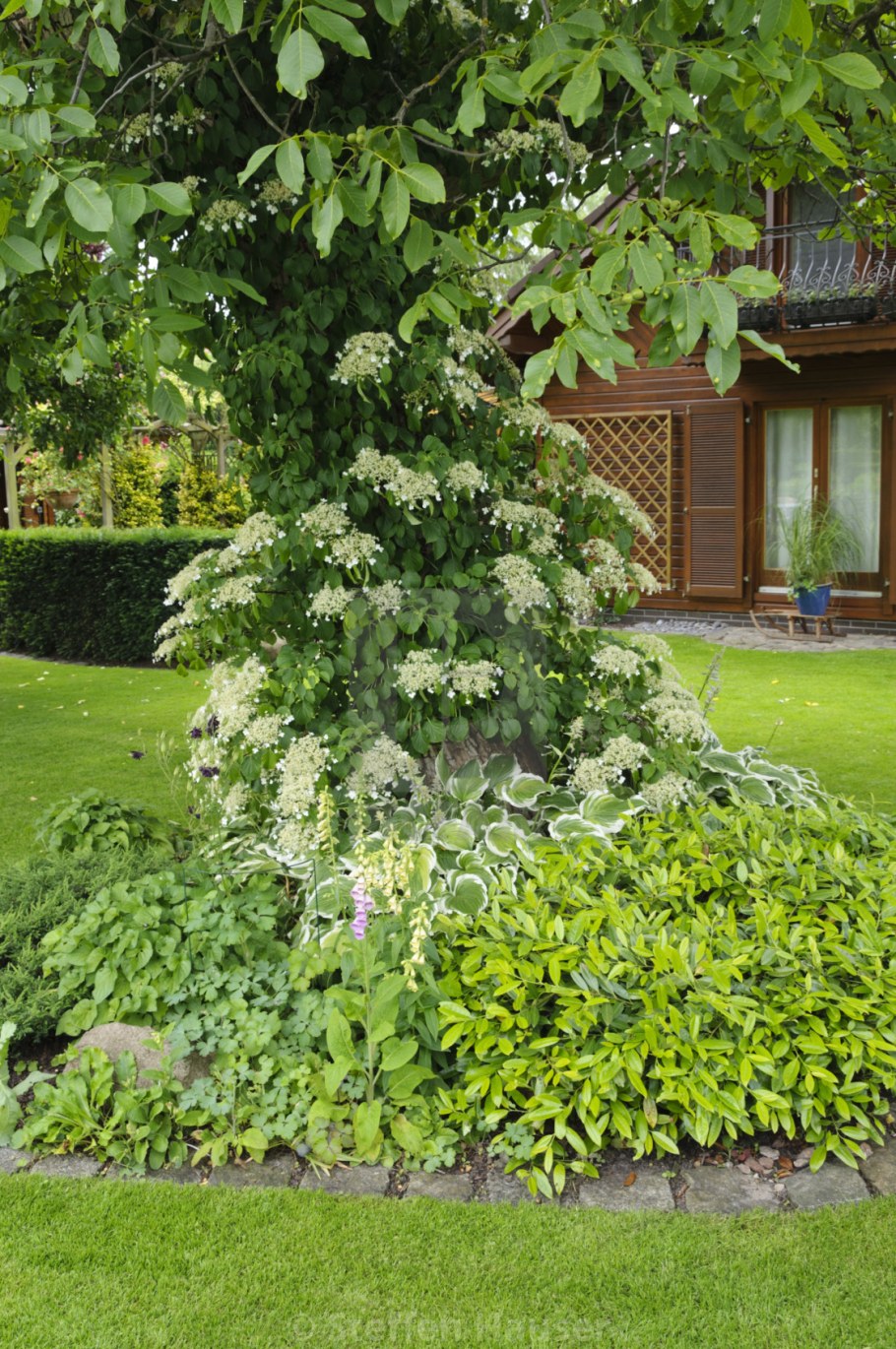 Гортензия черешковая Петиоларис