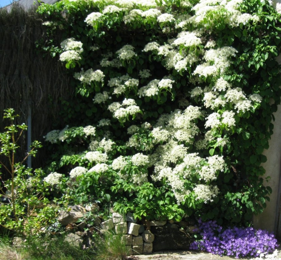 Гортензия черешковая Сильвер ЛИНИНГ