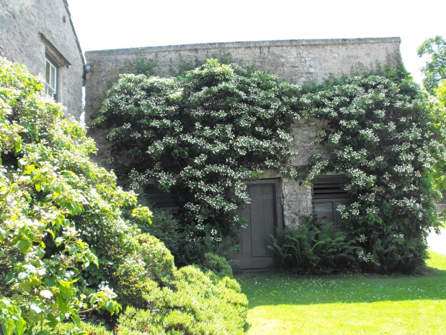 Гортензия черешковая вьющаяся