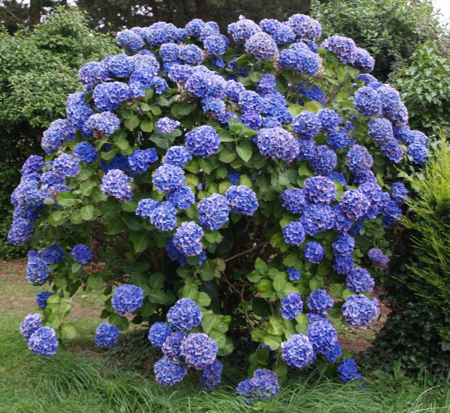 Гортензия плетистая