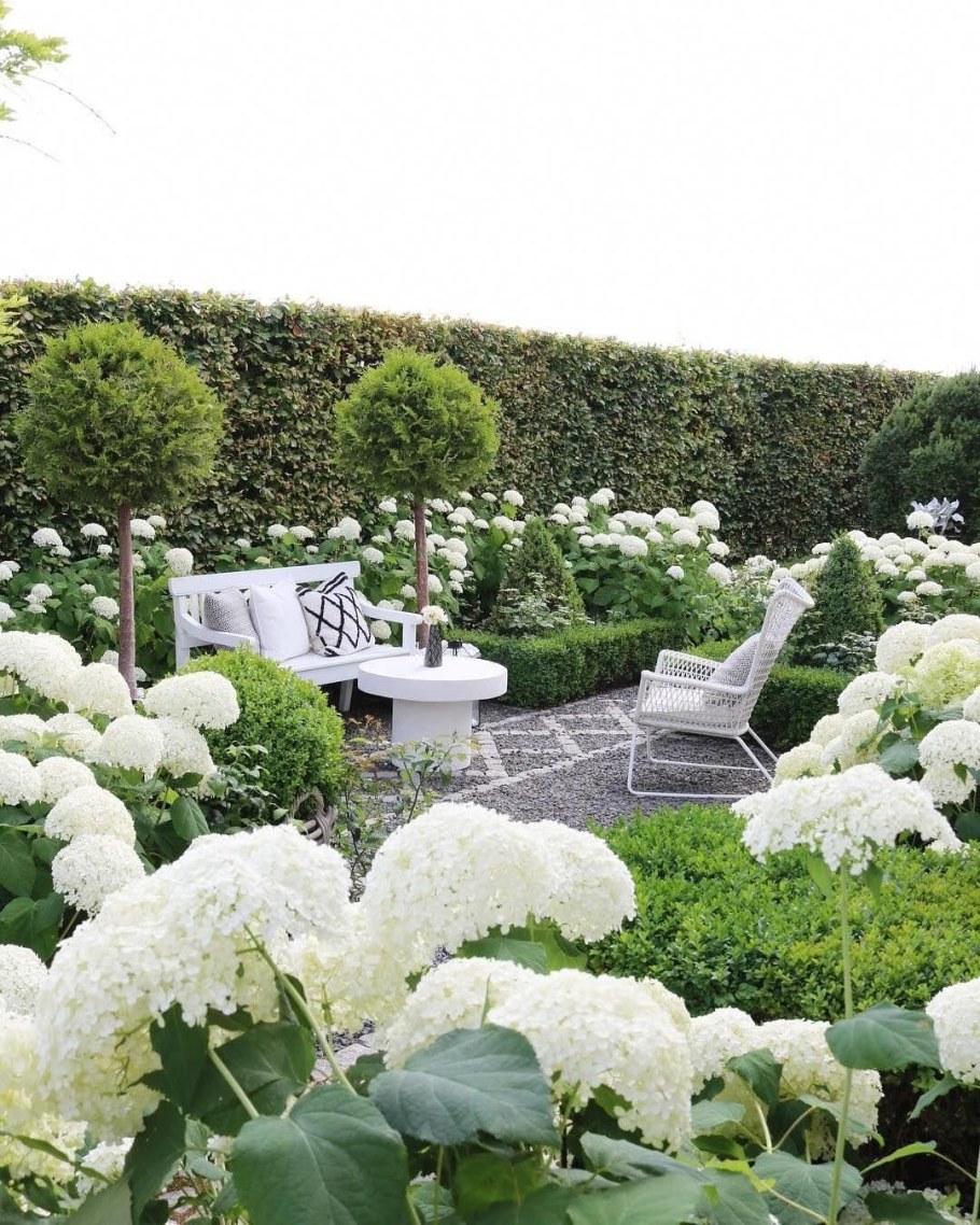 Гортензия Белла Рагацца