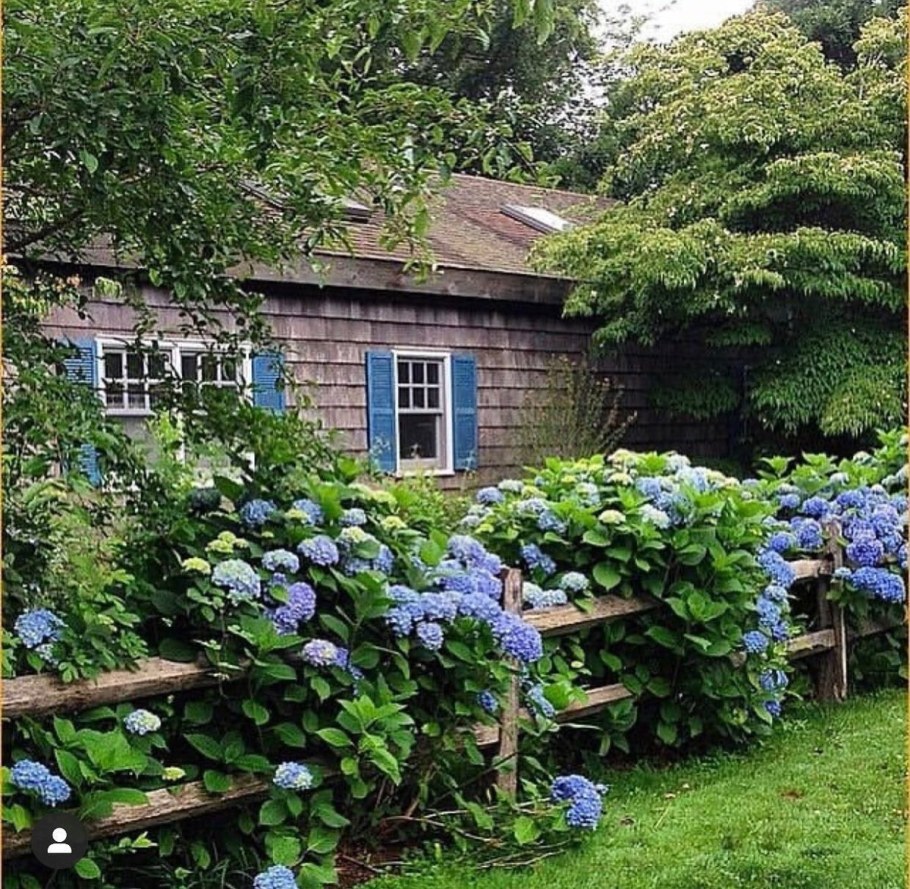 Гортензия Палисад