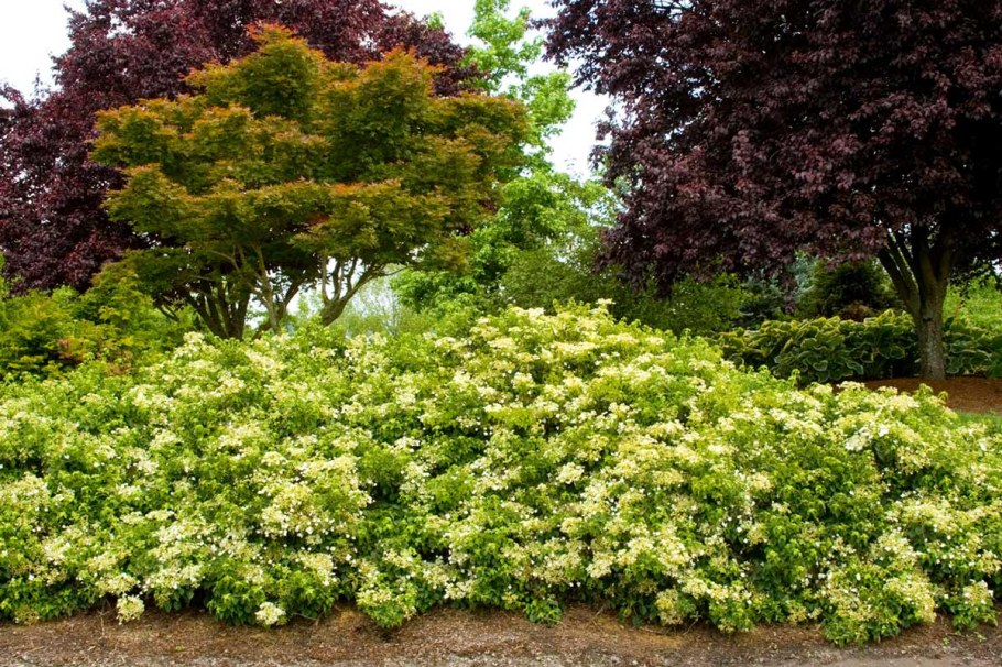 Стефанандра надрезаннолистная