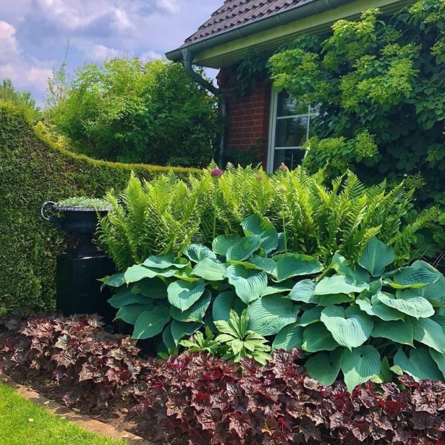 Гортензия и папоротник