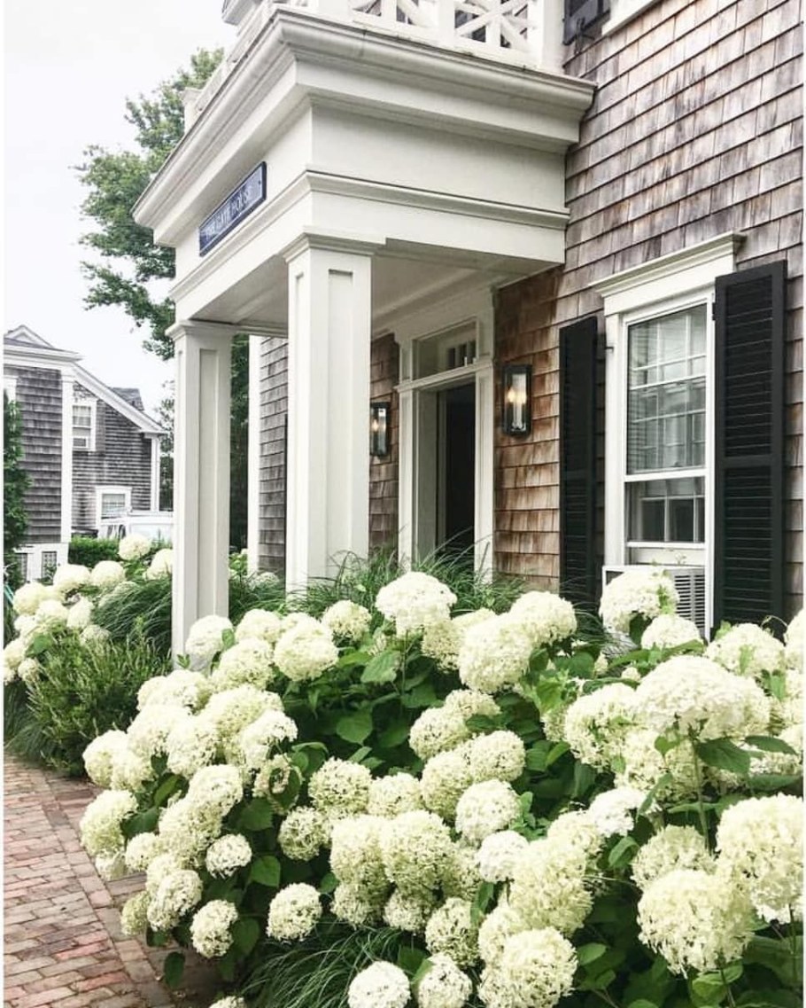 Гортензия Анабель голубая