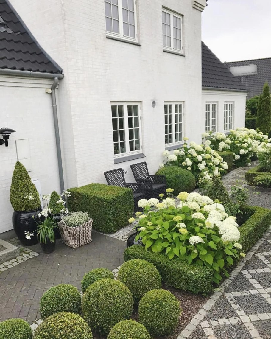 Гортензия черешковая