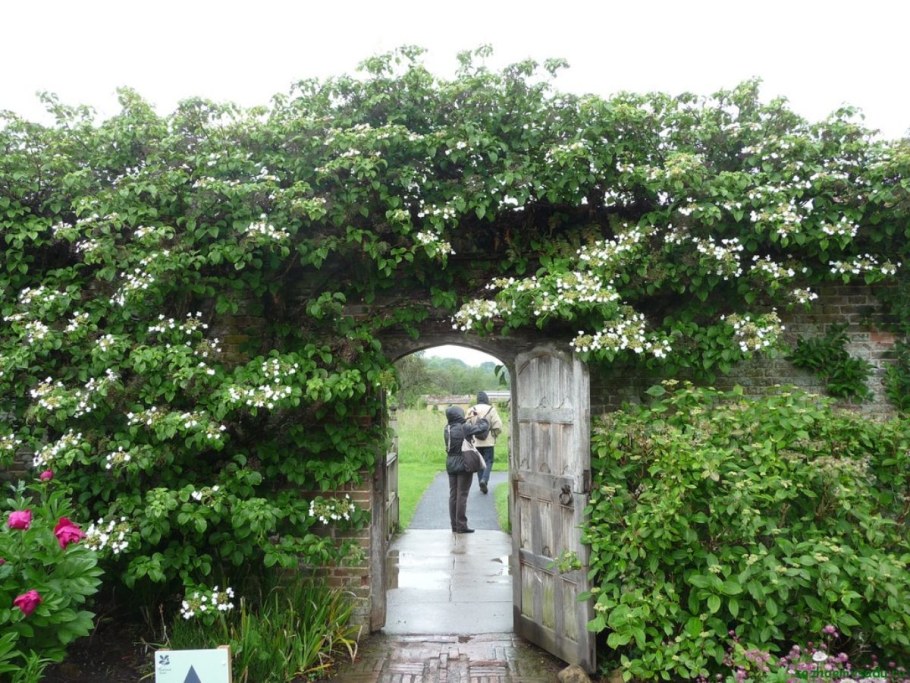 Гортензия Лиана черешковая