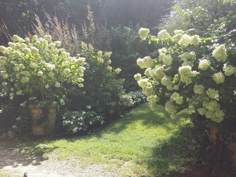 Гортензия метельчатая черешковая