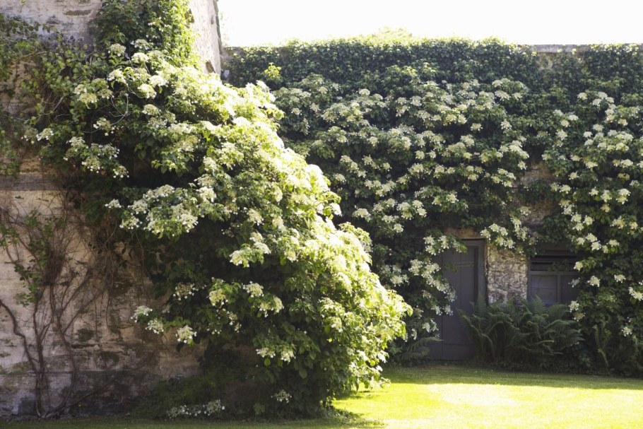 Гортензия плетистая черешковая