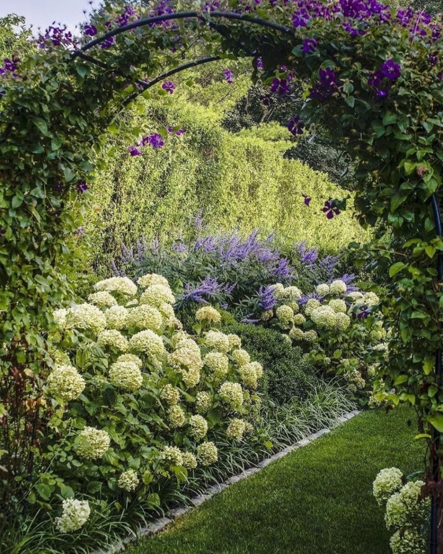 Гортензия черешковая вьющаяся