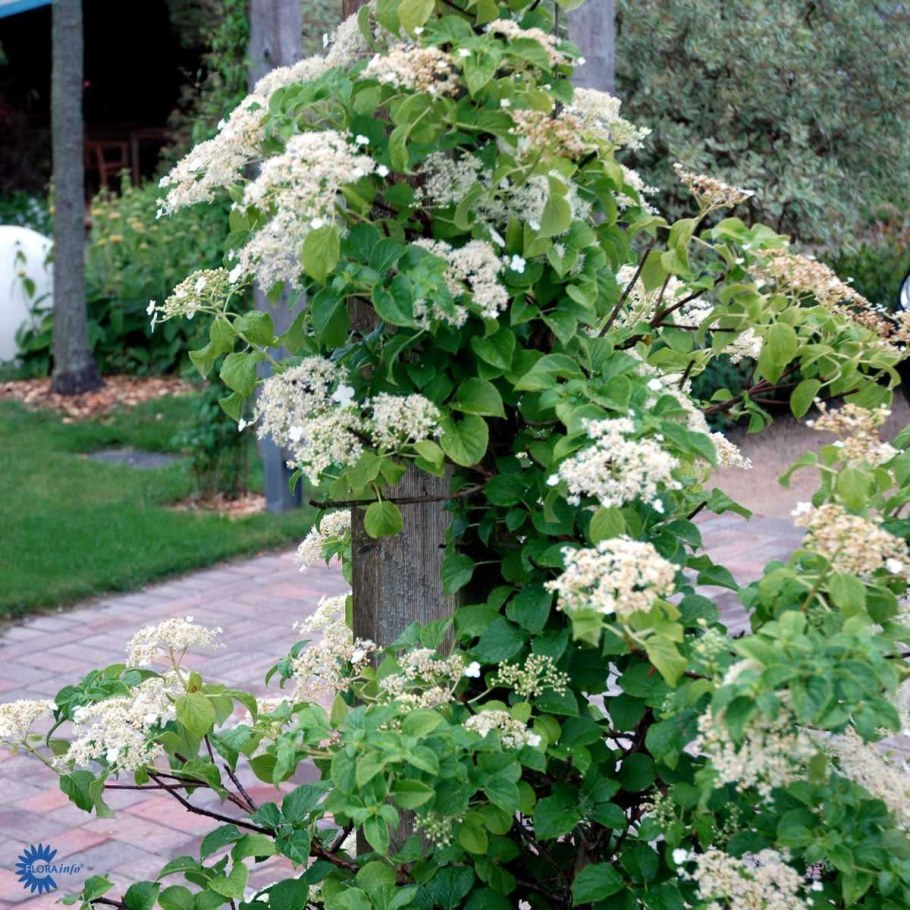 Гортензия вьющаяся/черешковая "petiolaris"