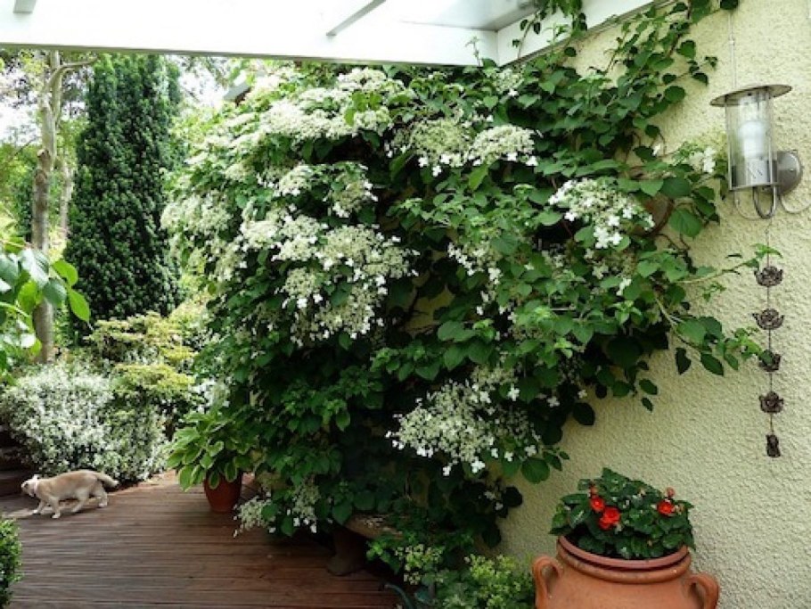 Гортензия черешковая вьющаяся