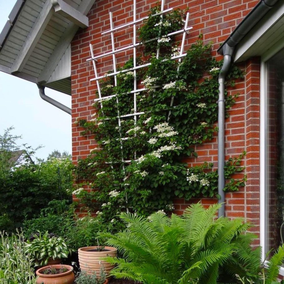 Гортензии черешковые опоры