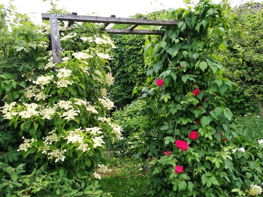 Гортензия вьющаяся черешковая плетистая