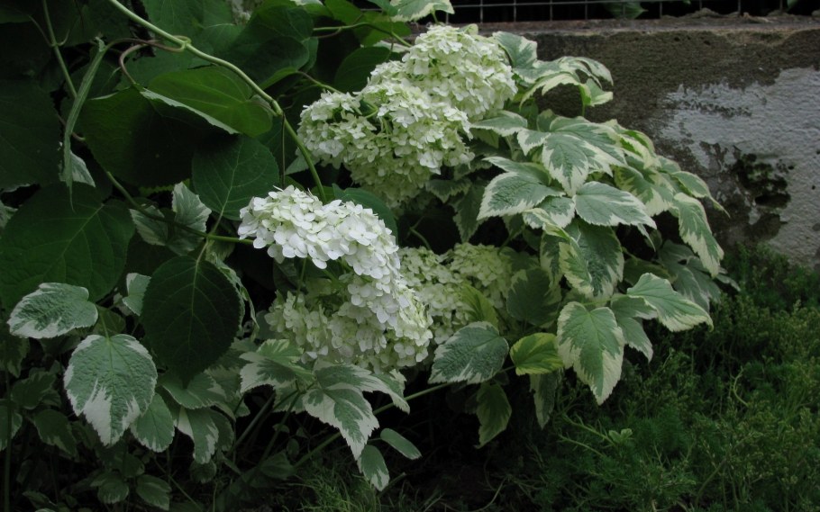 Гортензия черешковая Винтер сюрпрайз