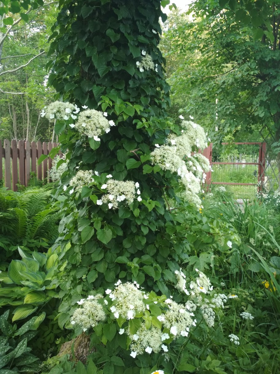 Гортензия плетистая черешковая