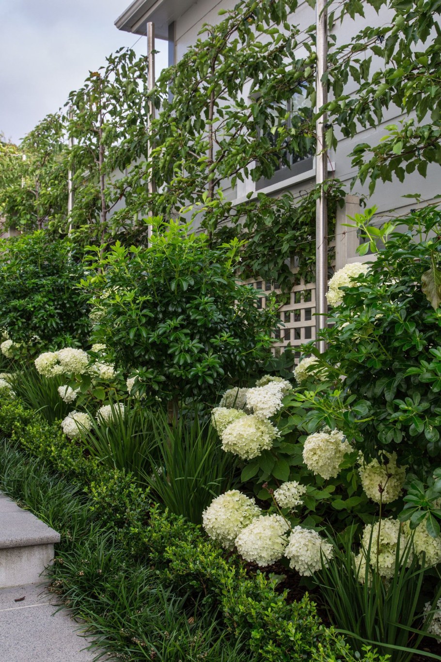 Гортензия черешковая вьющаяся опора