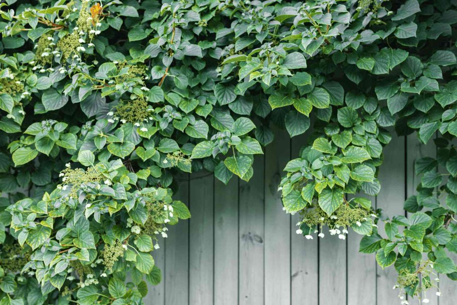 Черешковая Петиоларис