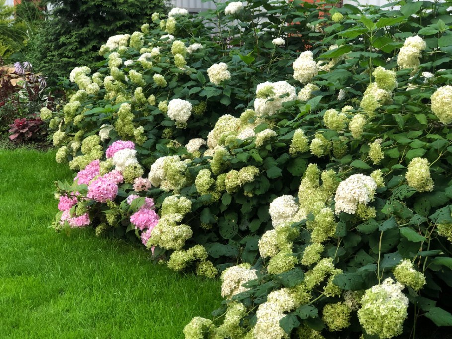 Гортензия бульденеж
