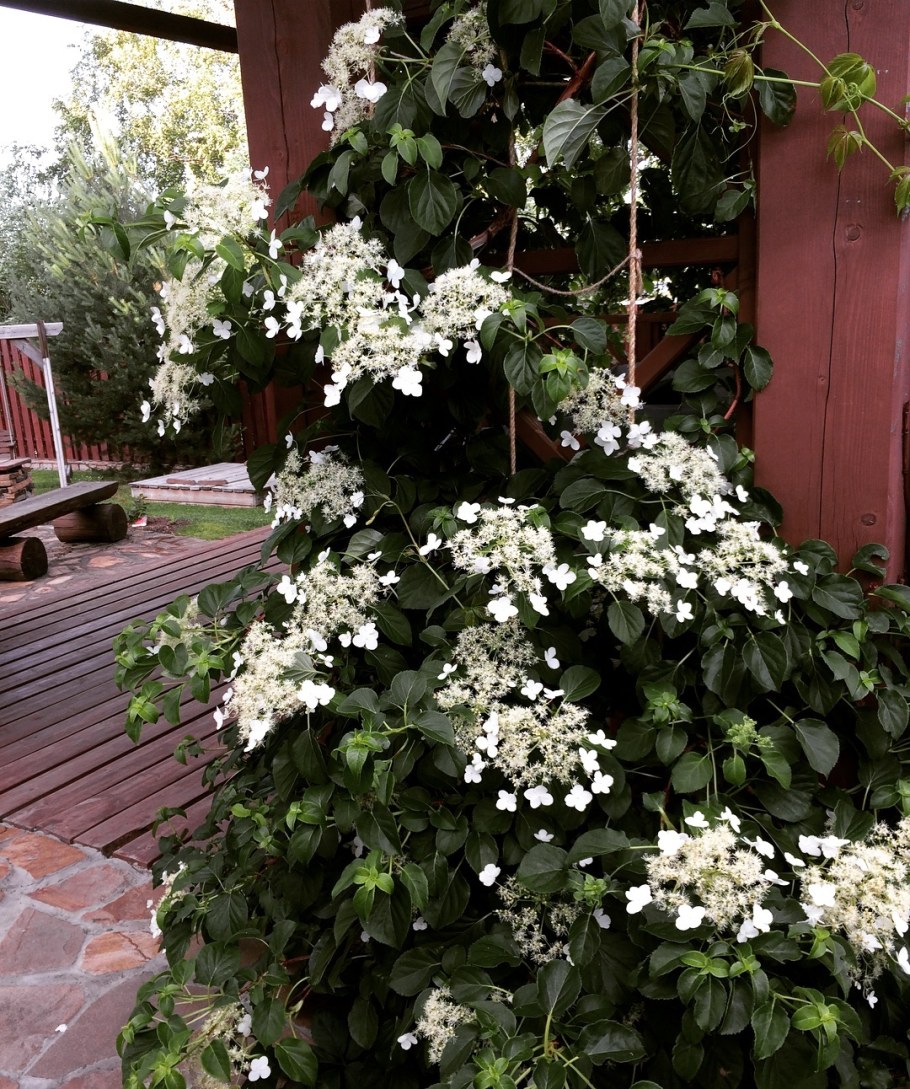 Гортензия плетистая черешковая