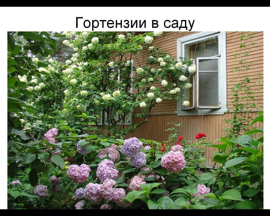 Гортензия метельчатая Мельба