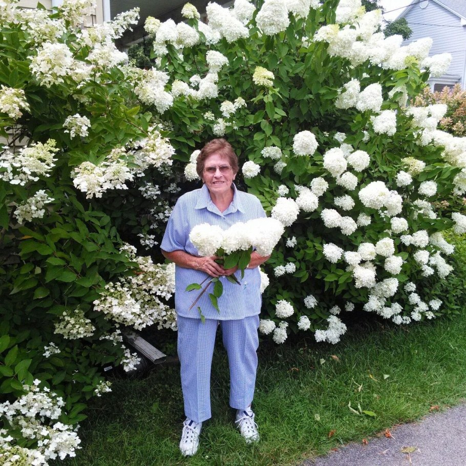 Гортензия метельчатая мега Перл