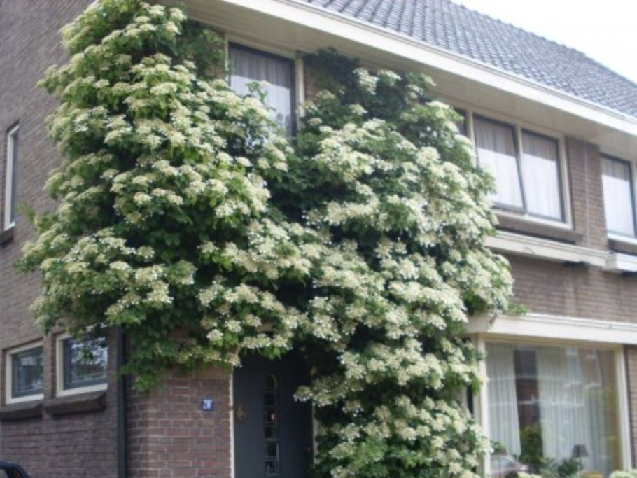 Гортензия anomala petiolaris