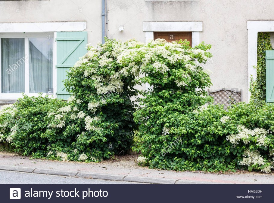 Гортензия черешковая Сильвер ЛИНИНГ