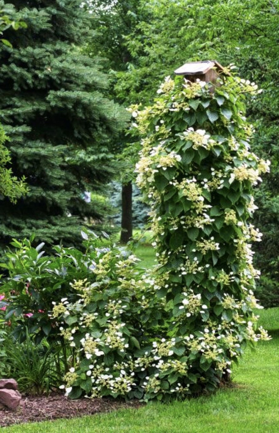 Опора для черешковой гортензии