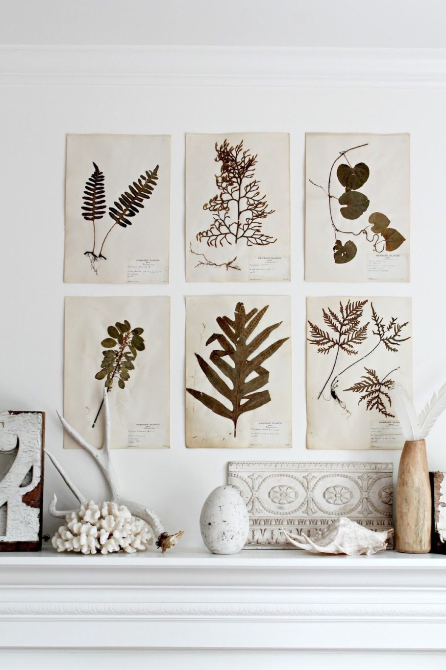 Гербарий декор на стену