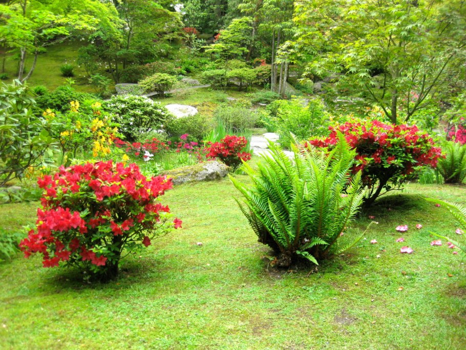 Рододендрон и папоротник в ландшафтном