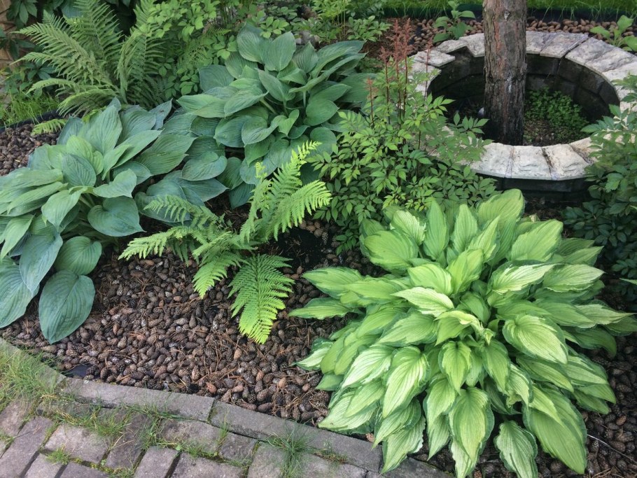 Астильба Хоста папоротник в клумбе