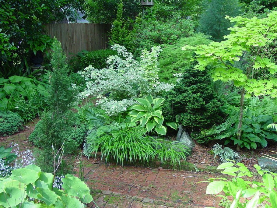 Астильба и дерен Элегантиссима