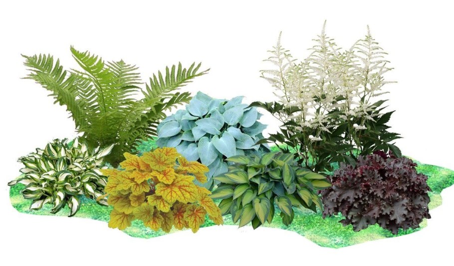 Хоста папоротник астильба