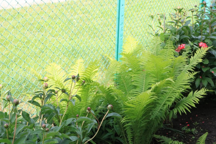 Папоротники адиантум страусник