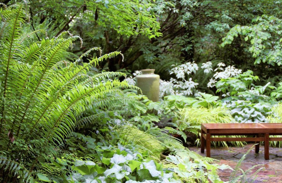 Папоротник страусник