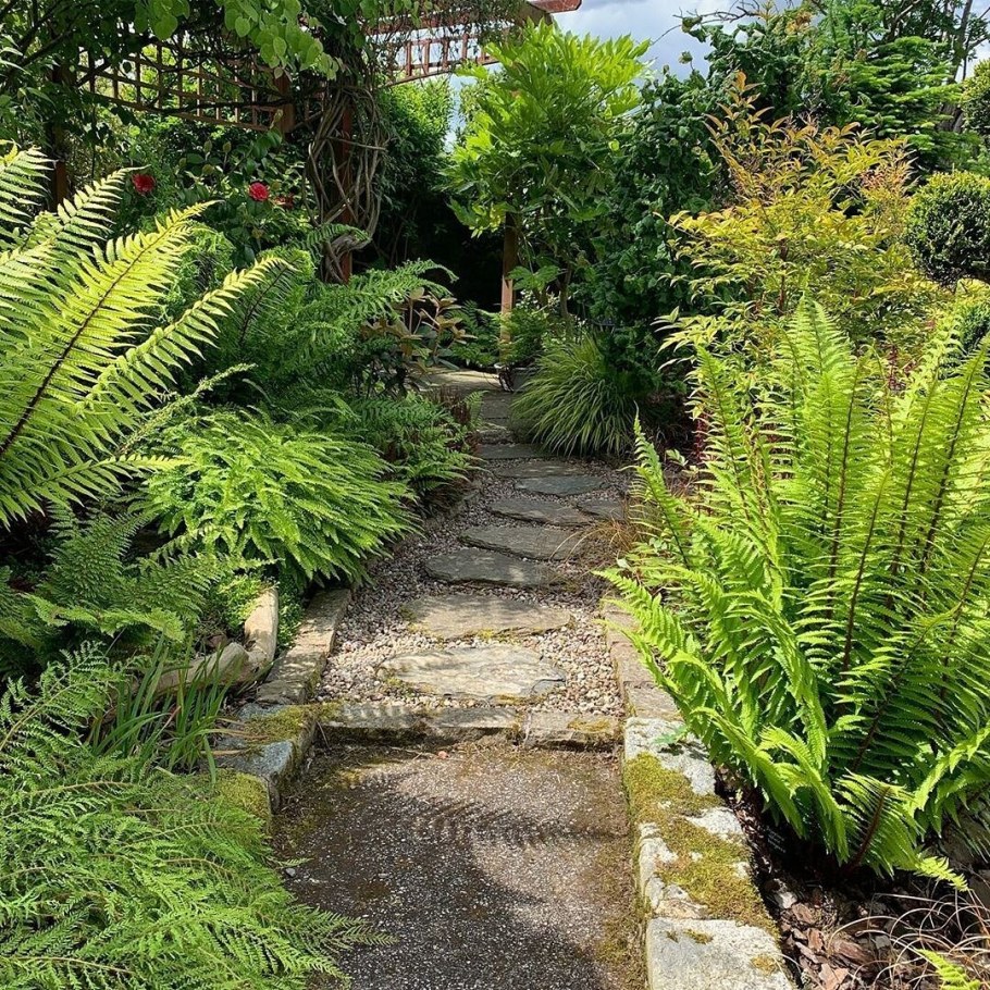 Страусник обыкновенный