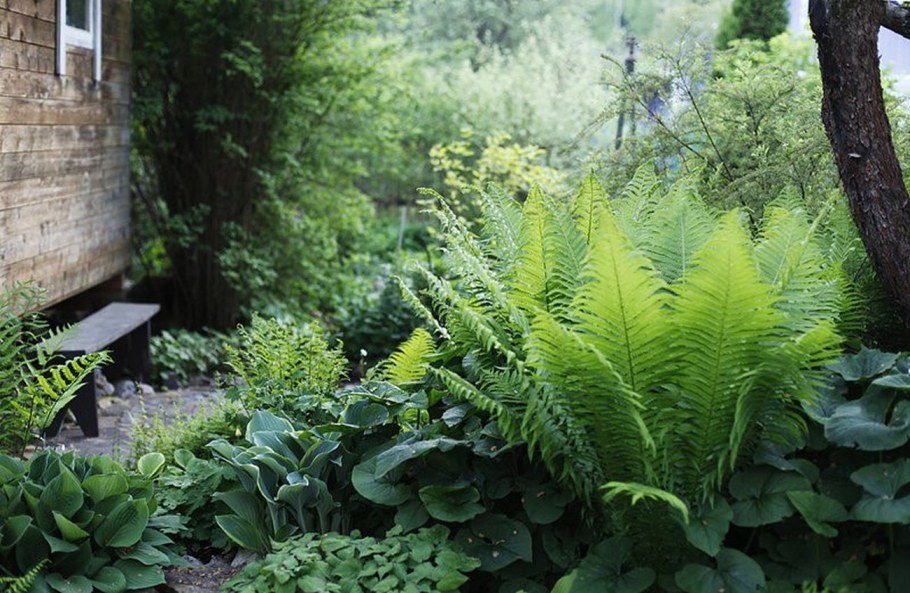 Клумба Ирис Хоста папоротник