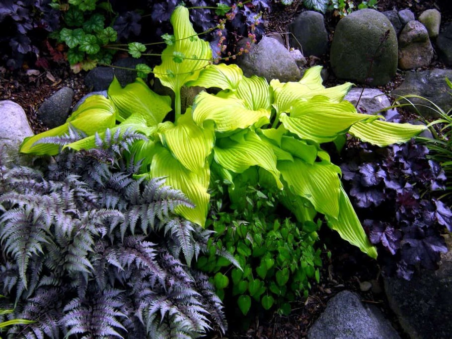 Папоротник бузульник Хоста