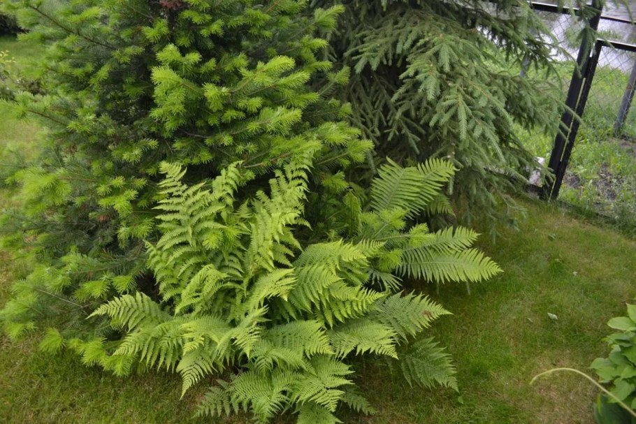 Папоротник Хоста сосна