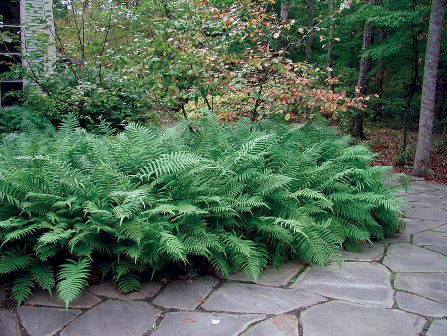 Адиантум папоротник садовый