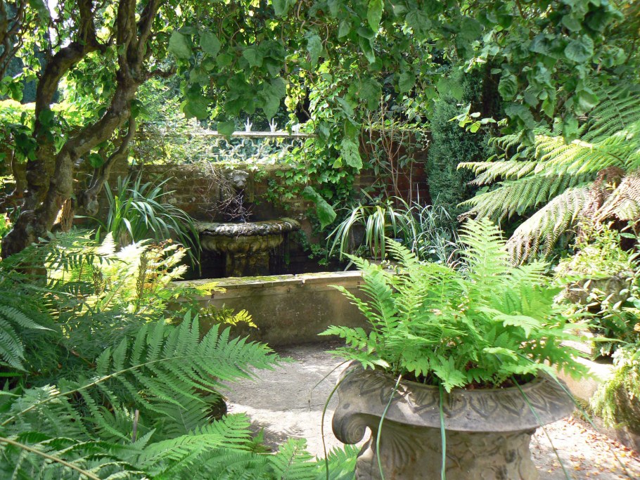 Папоротники в ландшафтном