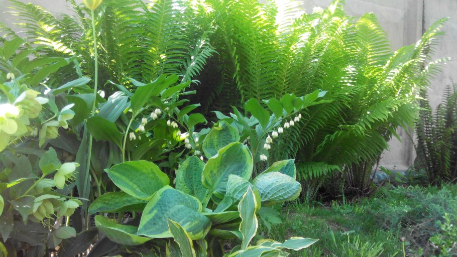 Купена Хоста и папоротник